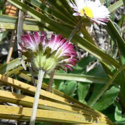 Bellis sylvestris