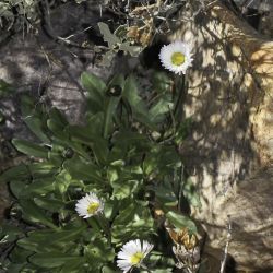 Bellis sylvestris