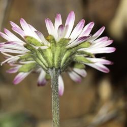 Bellis sylvestris