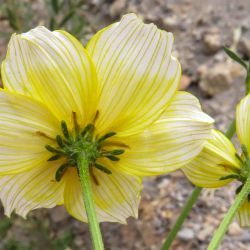 Bidens aurea