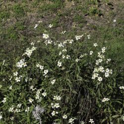 Bidens aurea