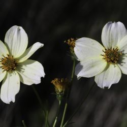 Bidens aurea