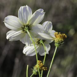 Bidens aurea