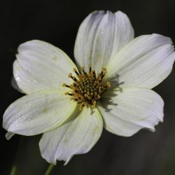 Bidens aurea