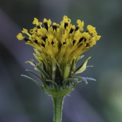 Bidens aurea