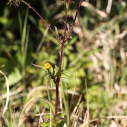 Bidens pilosus