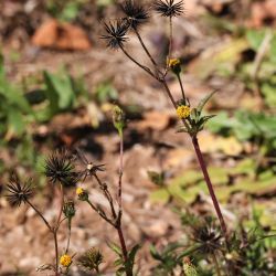 Bidens pilosus