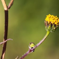Bidens pilosus