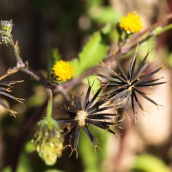 Bidens pilosus