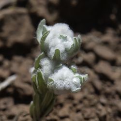 Bombycilaena discolor
