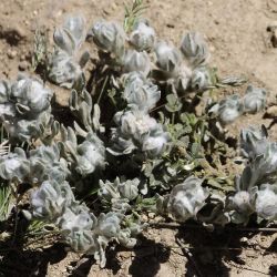 Bombycilaena discolor