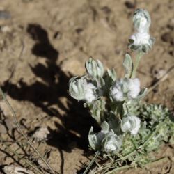 Bombycilaena discolor