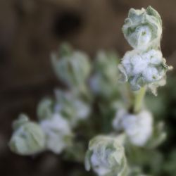 Bombycilaena discolor