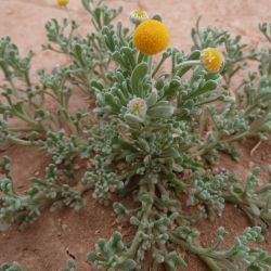 Brocchia cinerea
