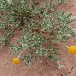 Brocchia cinerea