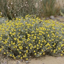 Brocchia cinerea