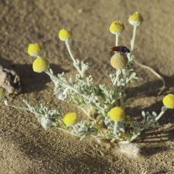 Brocchia cinerea