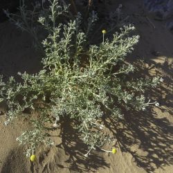 Asteraceae
