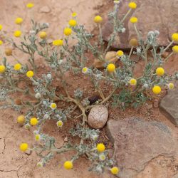 Brocchia cinerea