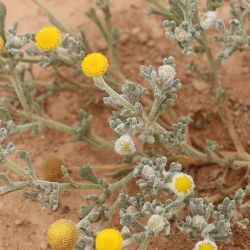 Brocchia cinerea