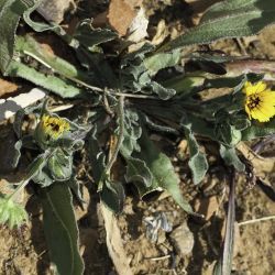 Calendula arvensis