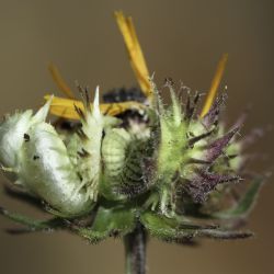 Calendula arvensis
