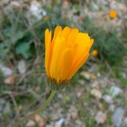 Calendula gr. suffruticosa