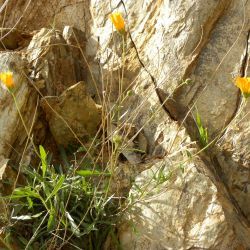 Calendula gr. suffruticosa
