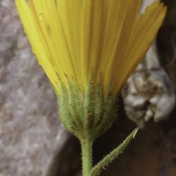 Calendula maroccana subsp. murbeckii