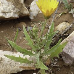 Calendula murbeckii