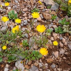 Calendula pinnatiloba