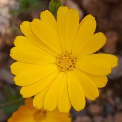 Calendula pinnatiloba