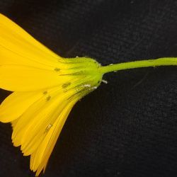 Calendula pinnatiloba