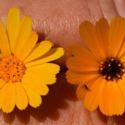 Calendula pinnatiloba