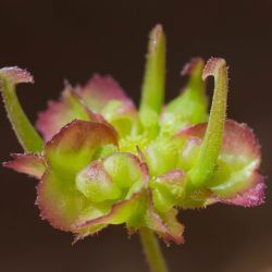 Calendula pinnatiloba