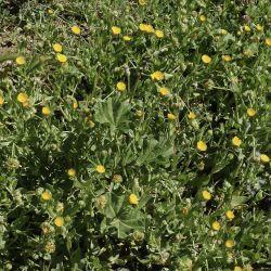 Calendula tripterocarpa