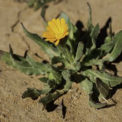 Calendula tripterocarpa