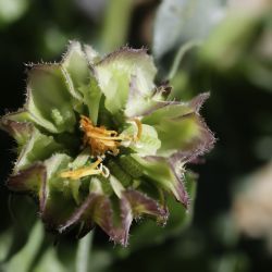 Calendula tripterocarpa