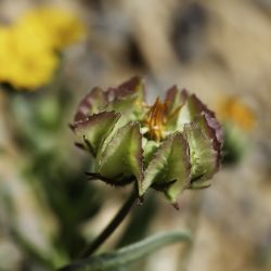 Calendula tripterocarpa