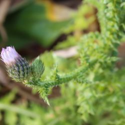 Carduus leptocladus