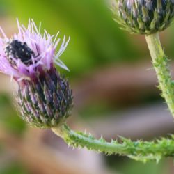 Carduus leptocladus