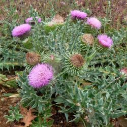 Carduus nutans subsp. subacaulis