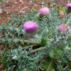 Carduus nutans subsp. subacaulis