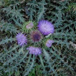 Carduus nutans subsp. subacaulis
