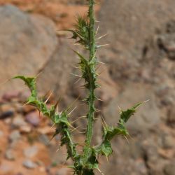 Carduus tenuiflorus