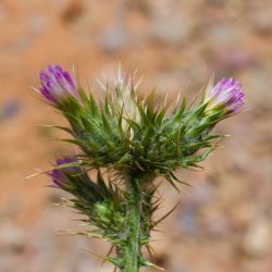 Carduus tenuiflorus