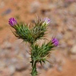 Carduus tenuiflorus