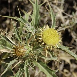 Carlina brachylepis