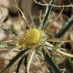 Carlina brachylepis