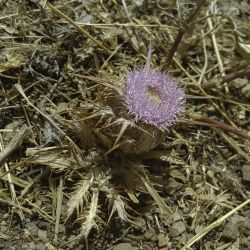 Carlina gummifera